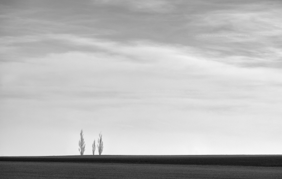 Canvas photo landscape with three trees