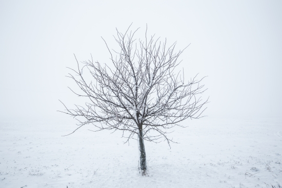 Winter tree