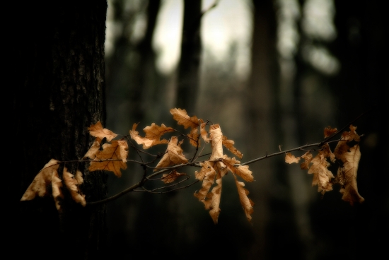 Golden leaves￼