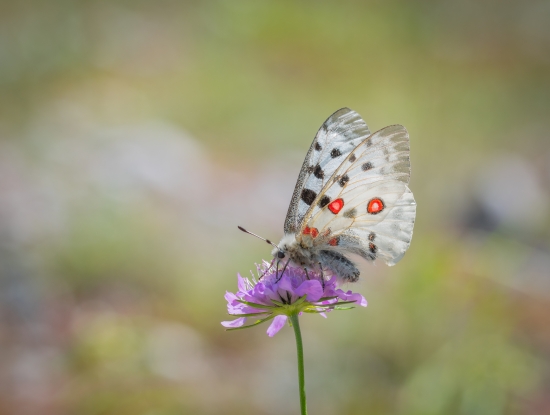 red-eyed ash