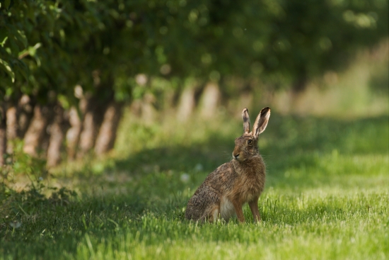 Field hare