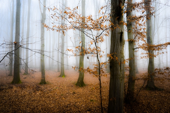 Morning fog in the forest