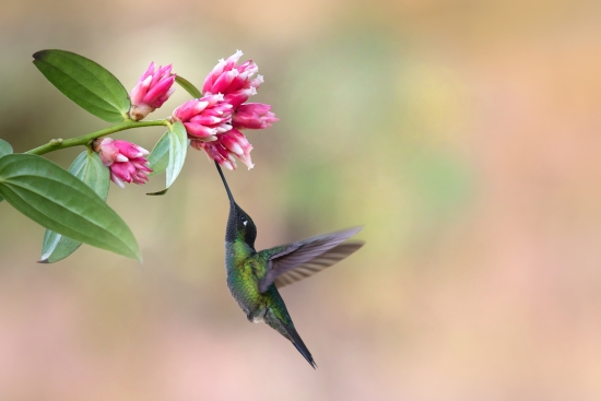 Hummingbird