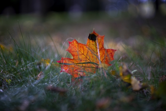 Autumn in the grass