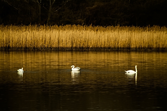 Swan lake