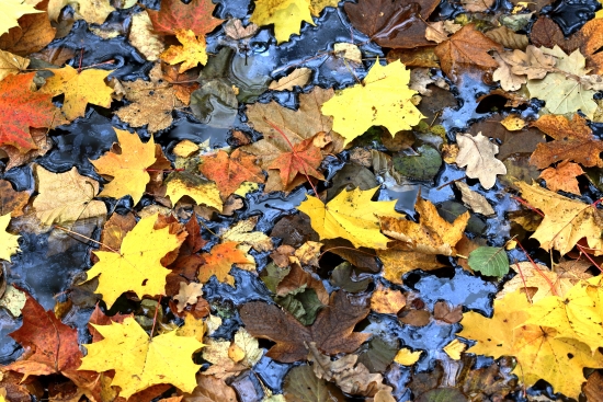 Leaves on the water surface