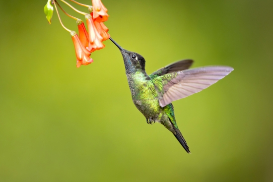 Talamanca Hummingbird