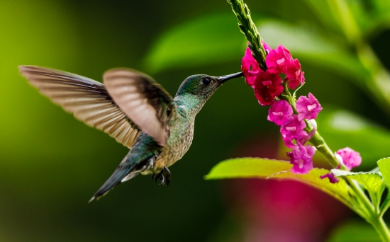 Hummingbird sucking from a flower
