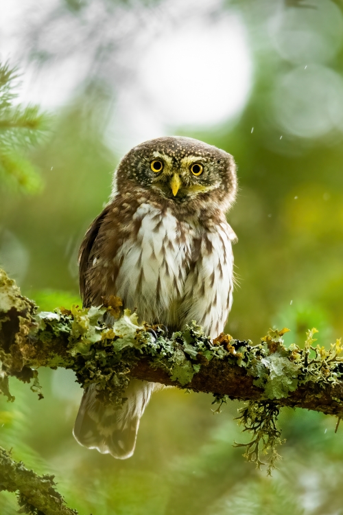 Eurasian pygmy owl