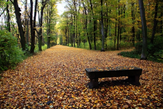 In autumn park