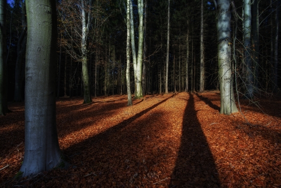 Autumn in the forest