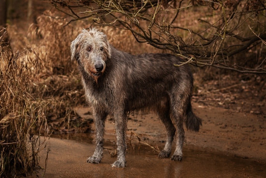 Irish Wolfhound under branches