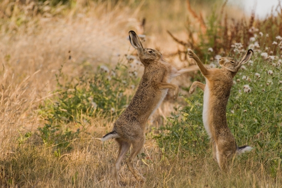 Two hares are fighting