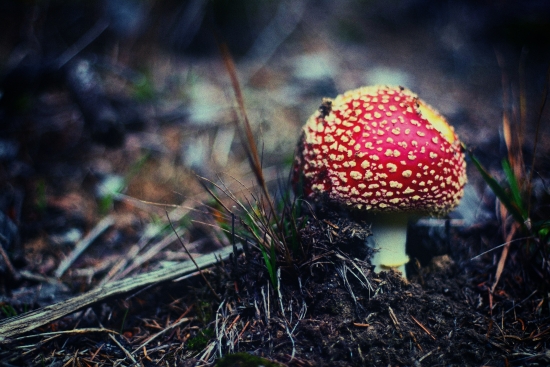 In the forest on a pasture