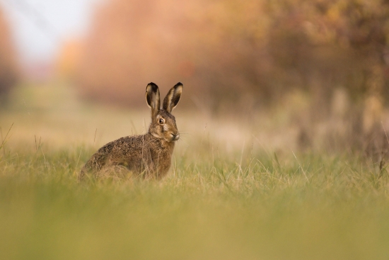 European hare in the meadow