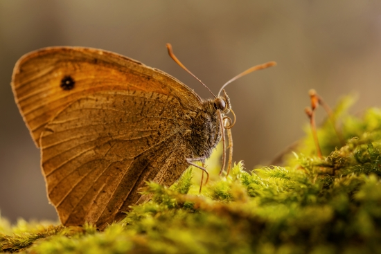 Butterfly in moss