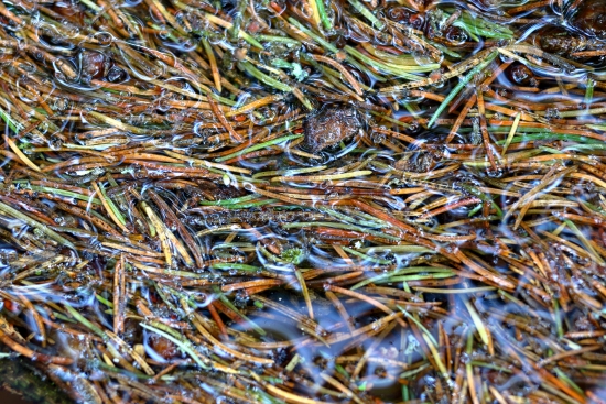 Pine needles on the surface