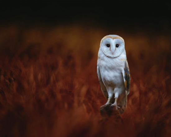 Barn Owl