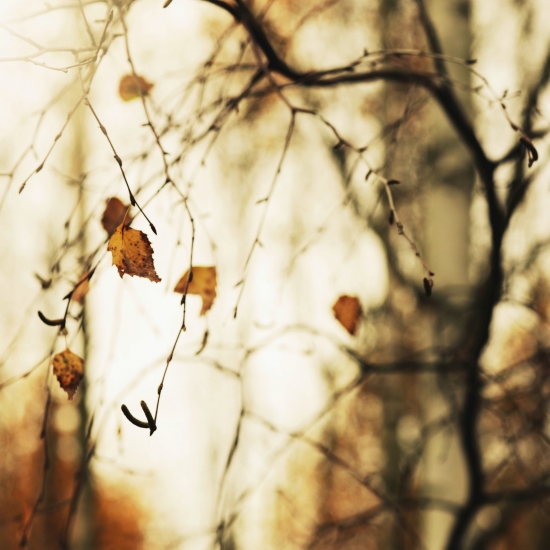 Beautiful image of autumn birch