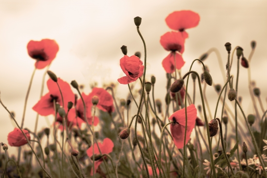 Poppies