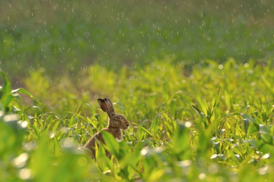 Hare in the rain