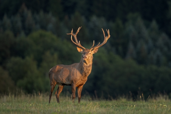 Red deer (Cervus elaphus)