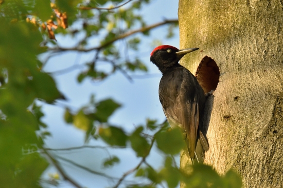 Woodpecker black