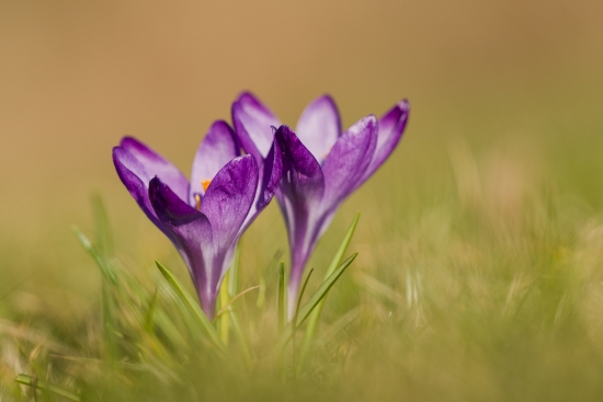 Crocus