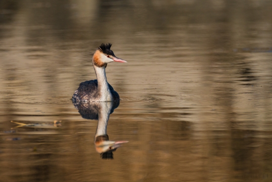 Great Crested Grebe