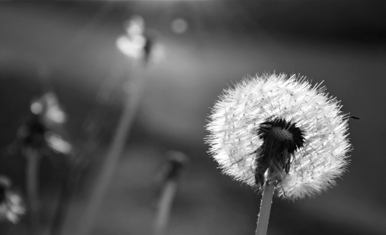 Dandelion in black