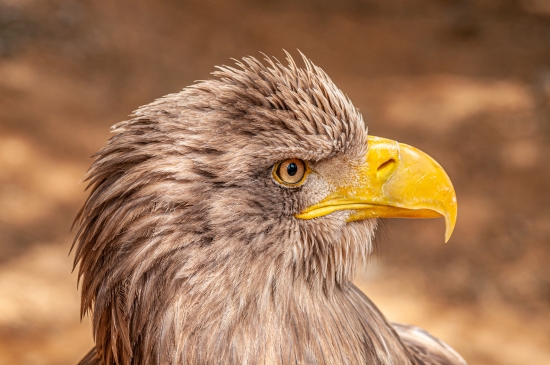 Portrait of a sea eagle