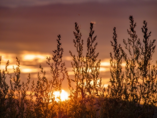 Ears of corn in the sunset