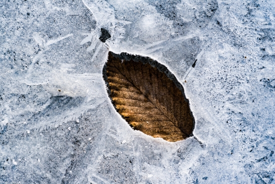Leaf on ice