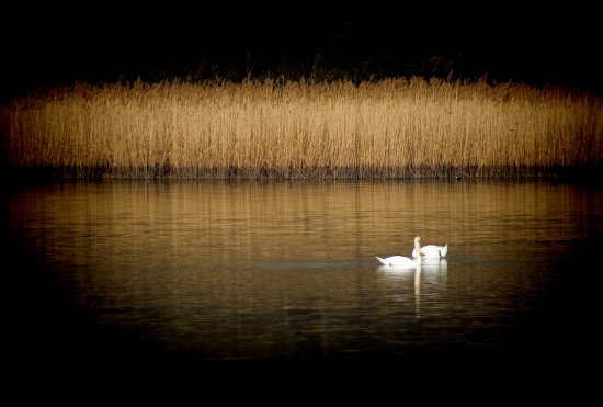 A pair of swans on a pond with reeds
