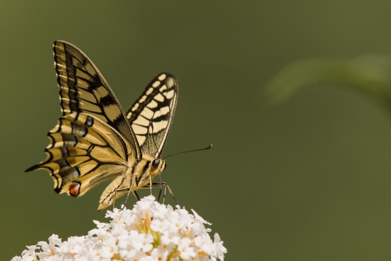 Scarce Swallowtail on a flower