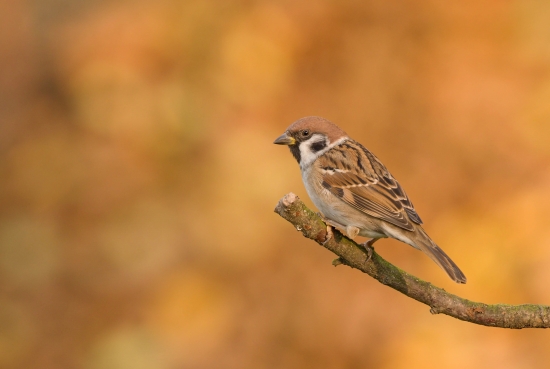 Sparrow in autumn colors