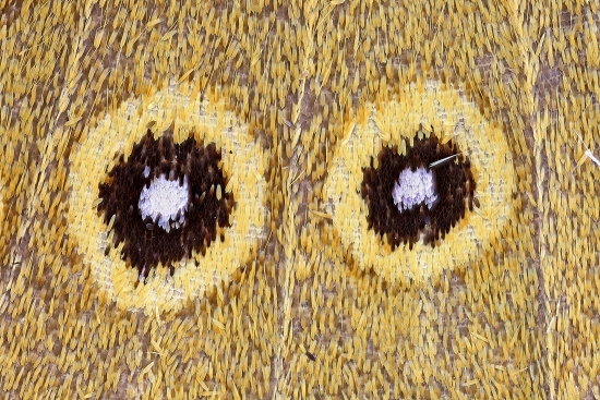 hawk, wing detail