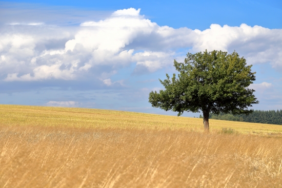 Solitary tree