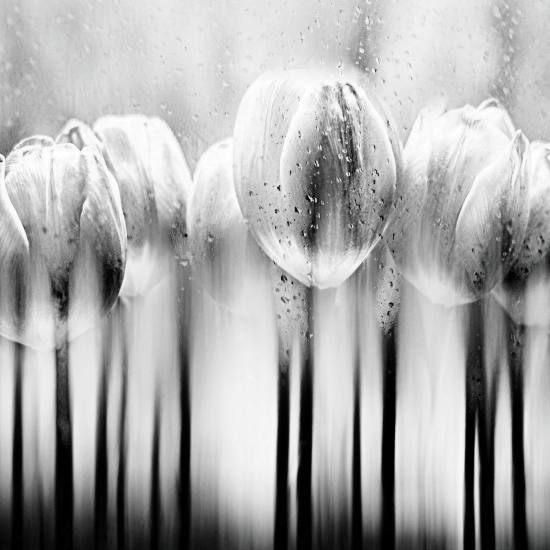 Tulips behind glass