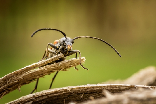 Beetle on wood