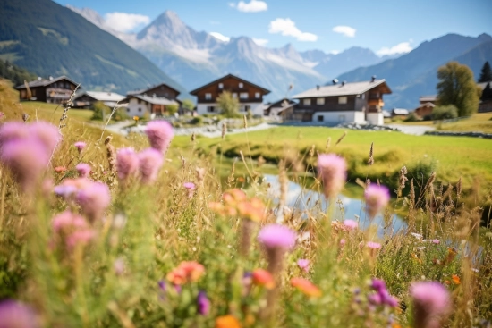 A field of flowers with houses in the background