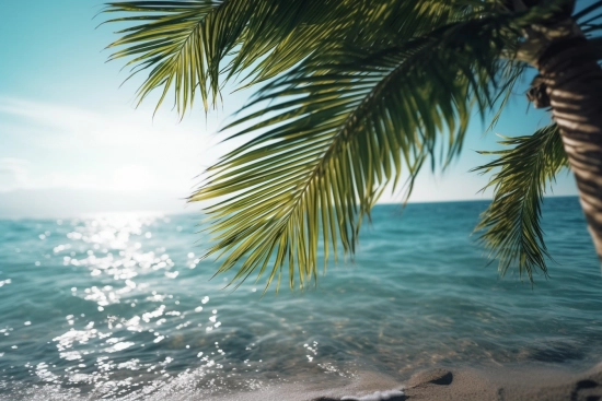 A palm tree branch on a beach