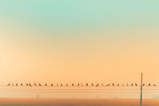 A group of birds on a wire