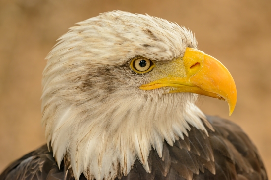 Portrait of a bald eagle