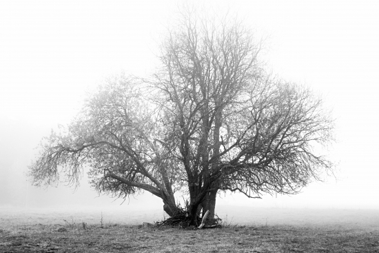 Old tree in the fog