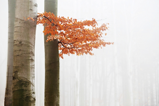 Beech in autumn fog