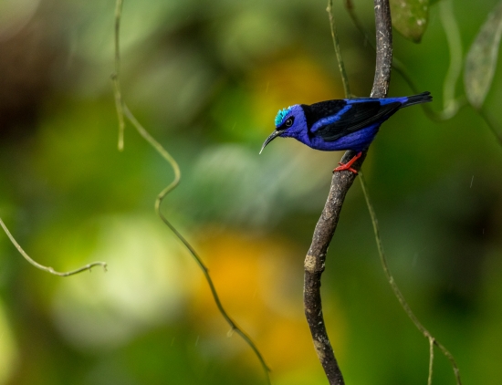 Blue flower