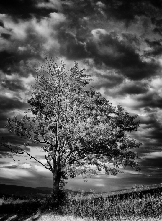 Dominant tree in countryside with stormy sky