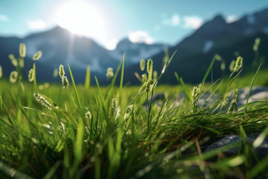 A close up of grass and mountains
