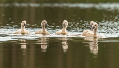 Young swans in the water
